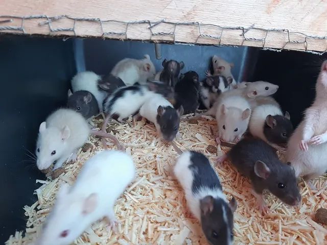 Ratos mercol dumbo  - Foto 6