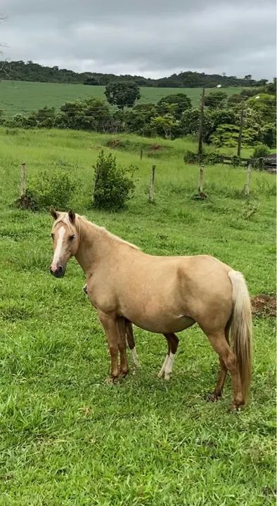 Cavalos e éguas  - Foto 4