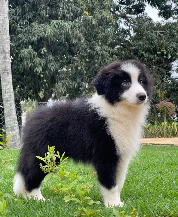 Border collie triunfo kennel