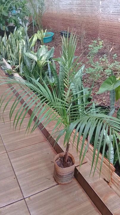 Muda de Planta Palmeira - Foto 2