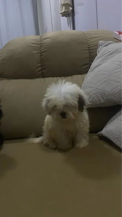 Vendo shi-tzu com poodle machos com 2 meses vermifugados 