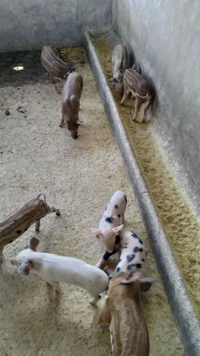 Filhotes de porco / javaporco/bacuris 