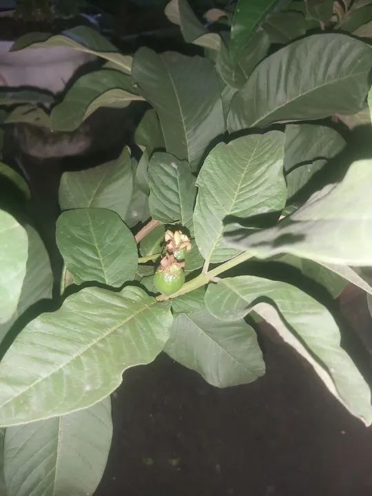 Goiaba Tailandesa vermelha enxertada  - Foto 3