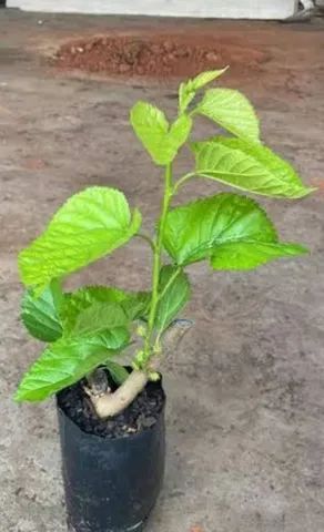 Muda de Amora  - Foto 2