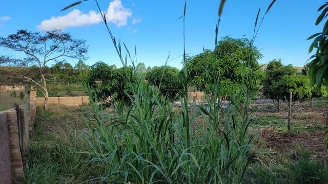 Chácara para venda com 5.010,00m² em Conquista - Bahia - Foto 13