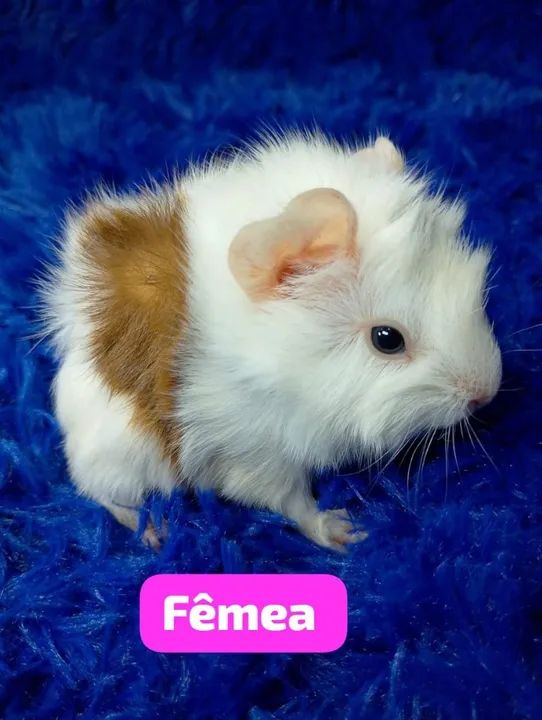 Porquinho da índia abssinio 50$