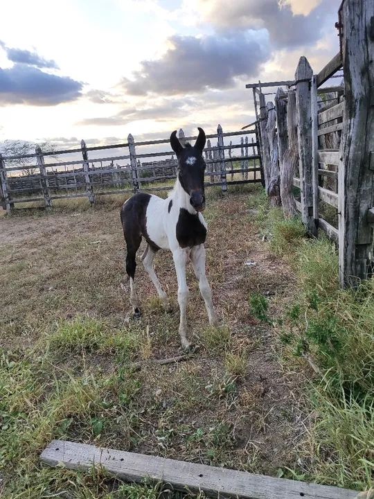 Potro neto de Haiti sobrinho de elfo 
