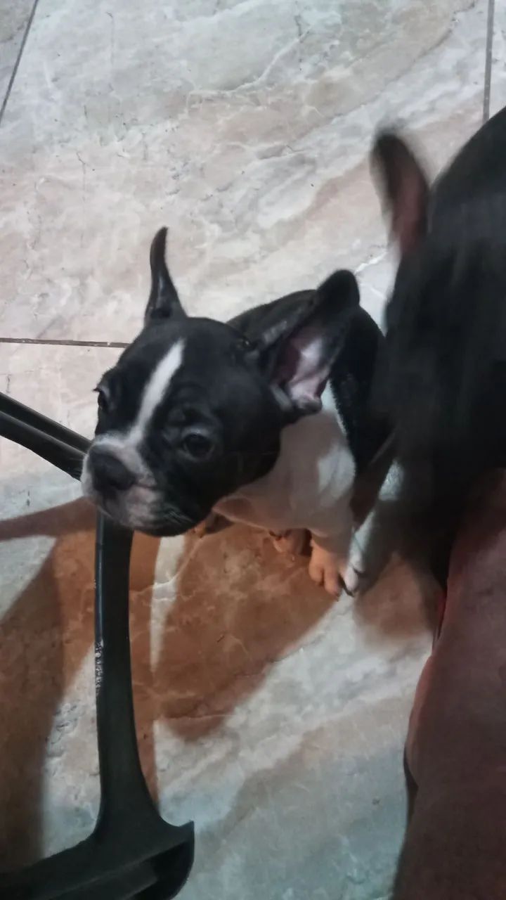 Filhote de Bulldog Francês - Foto 4