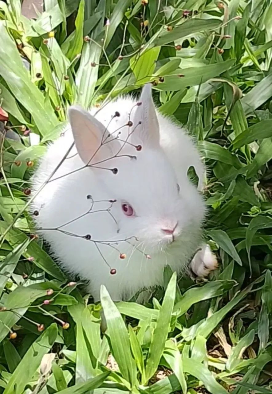 Coelho mini netherland com 3 meses  - Foto 4