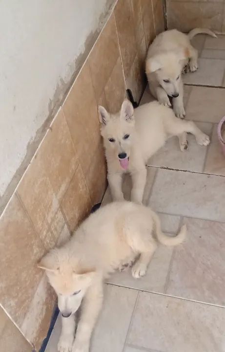 Pastor Branco Suíço  - Foto 3