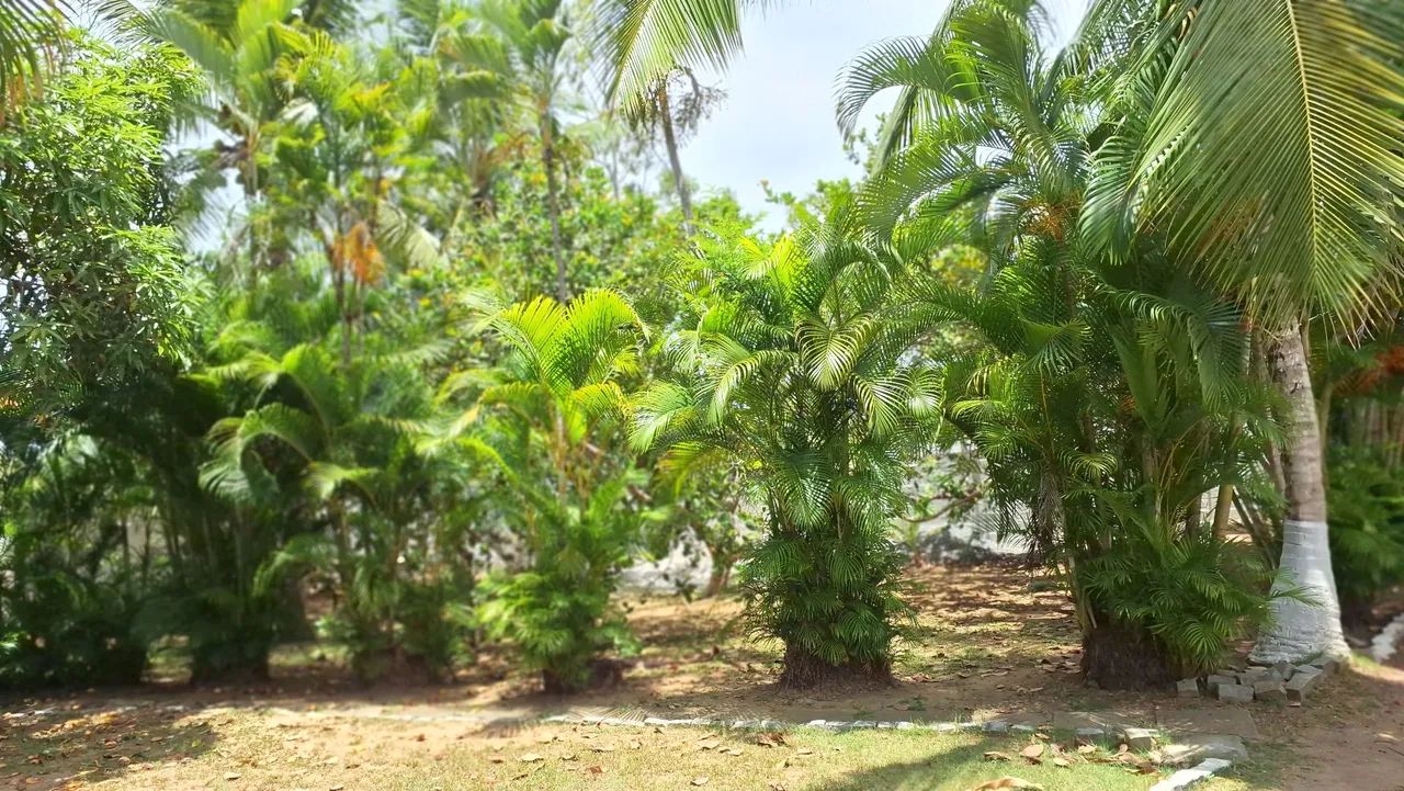 Sítio com casa, piscina e pomar - Foto 2
