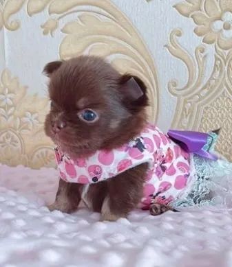 Chihuahua Micro choco - Inteligência em Forma de Amor