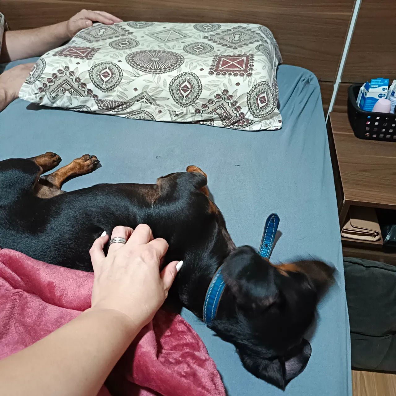 Vendo macho de Basset dachshund mini ÓTIMO PADREADOR - Foto 2