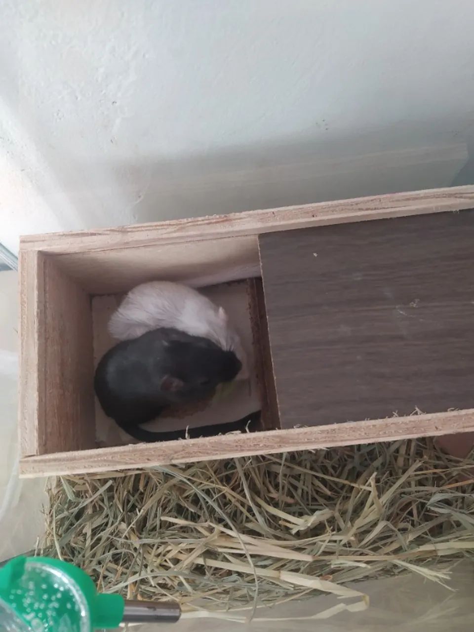 Dois gerbil irmãos - Foto 4