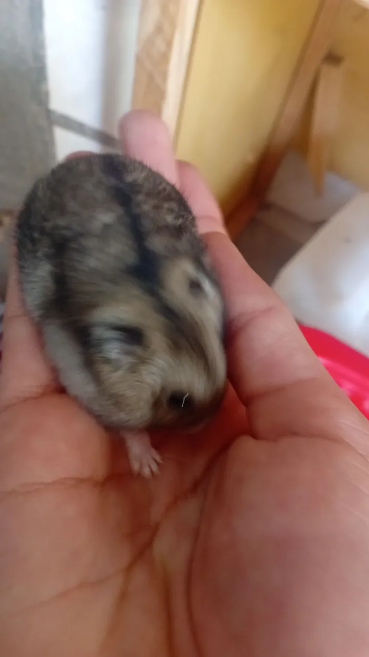 Hamster anão russo 