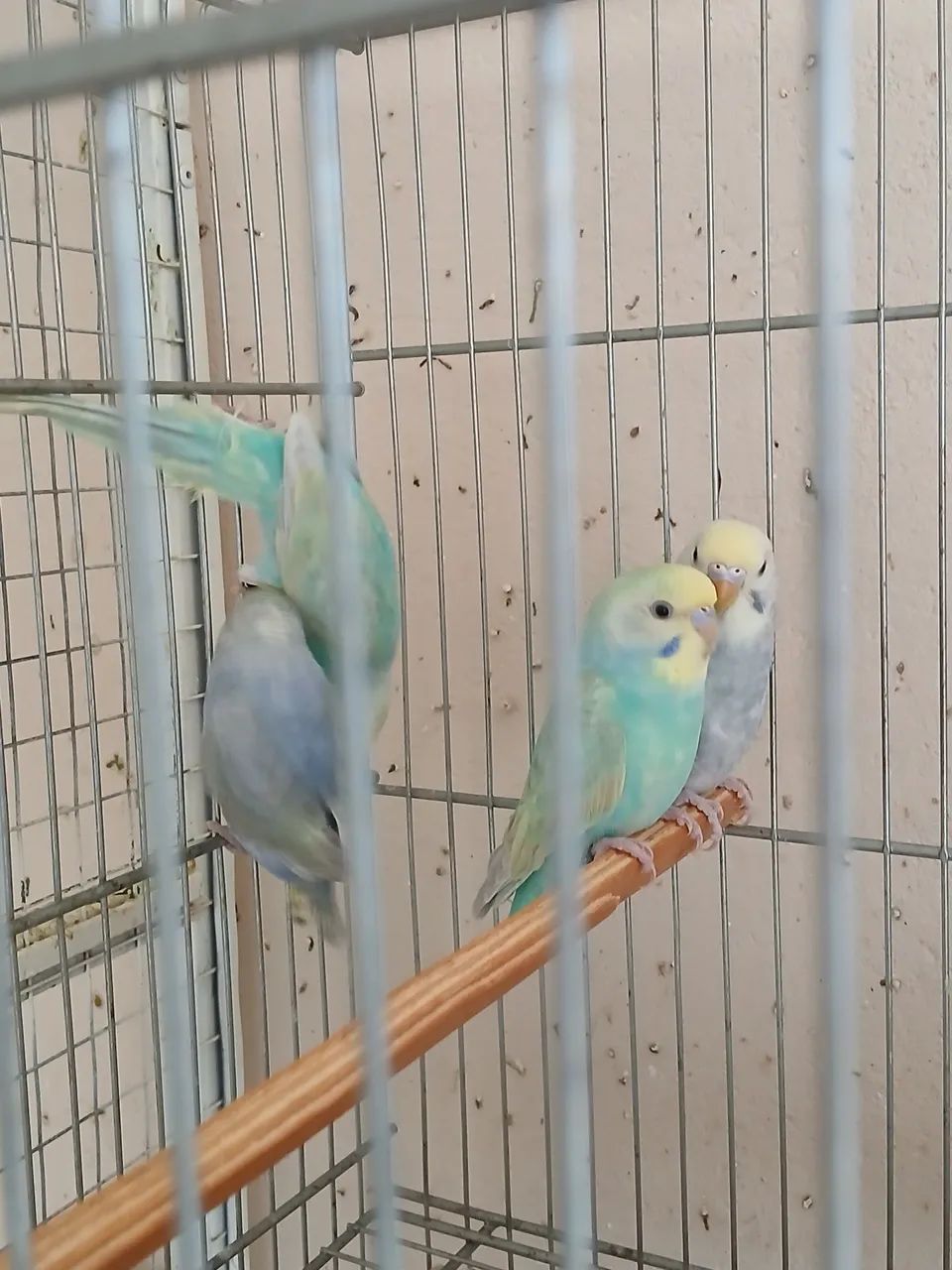 Bebedouro64304560563075121