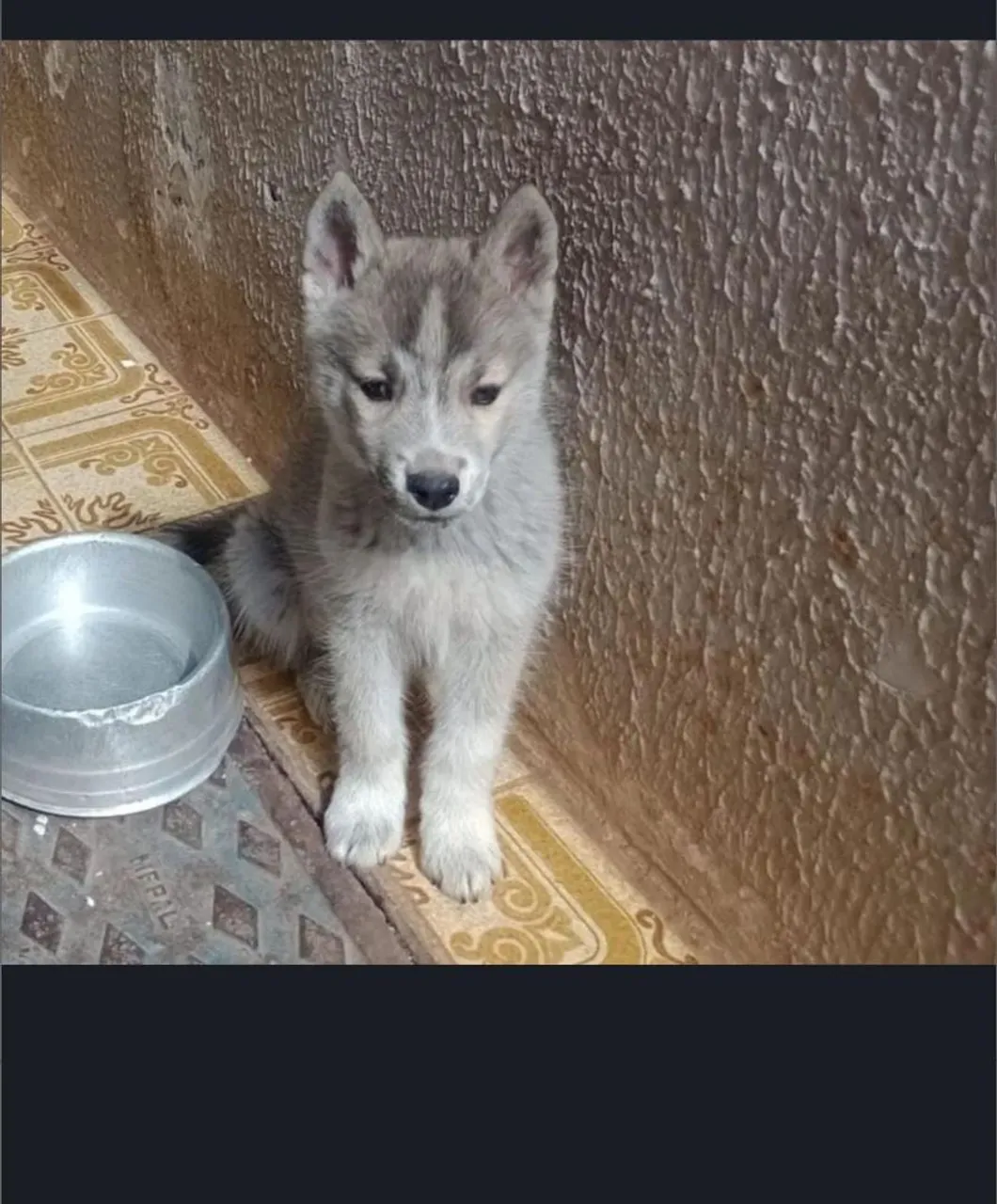 Vende-se filhote de husky siberiano