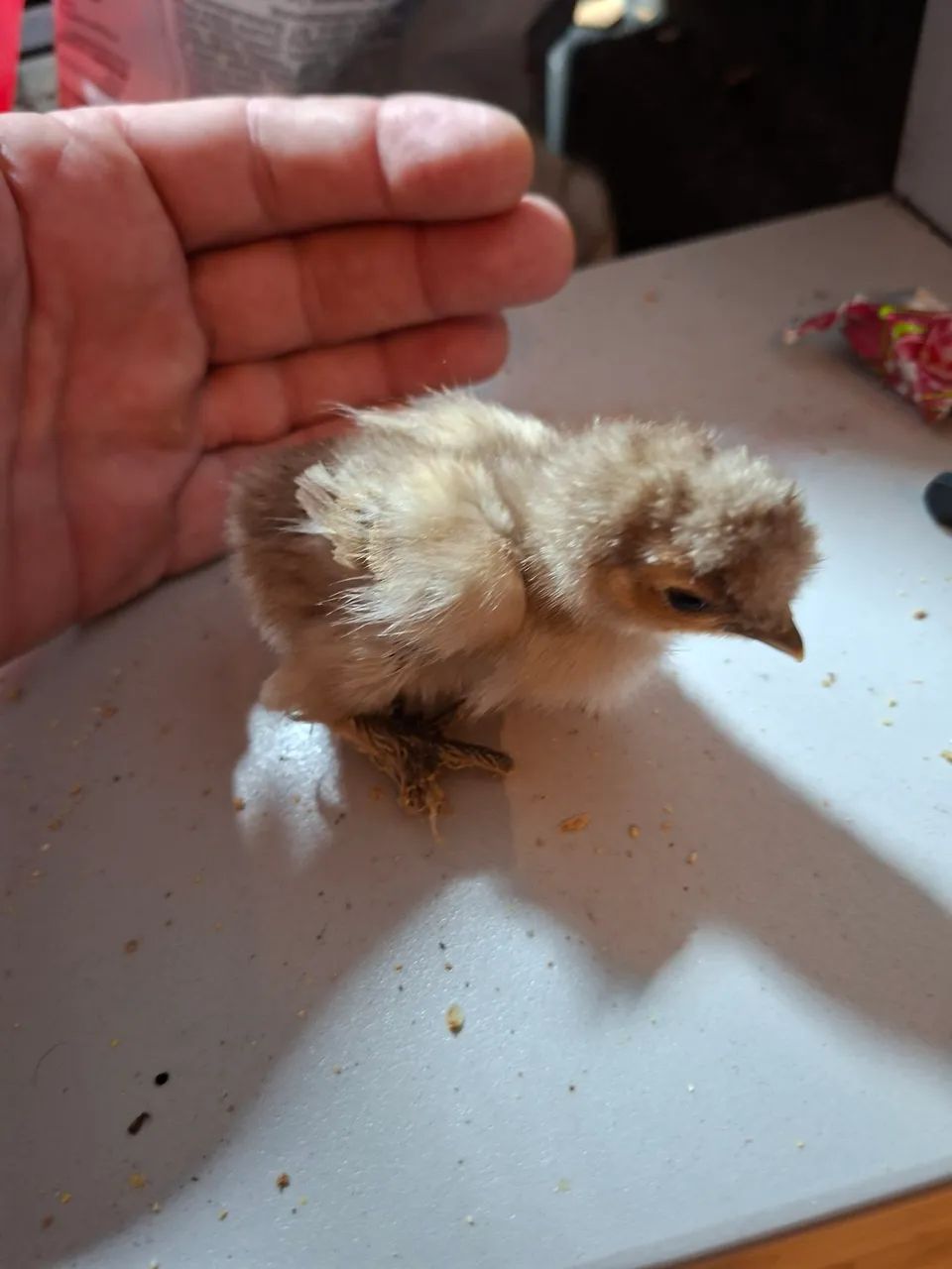 Pintinhos  Sedosa e Brahmam puros