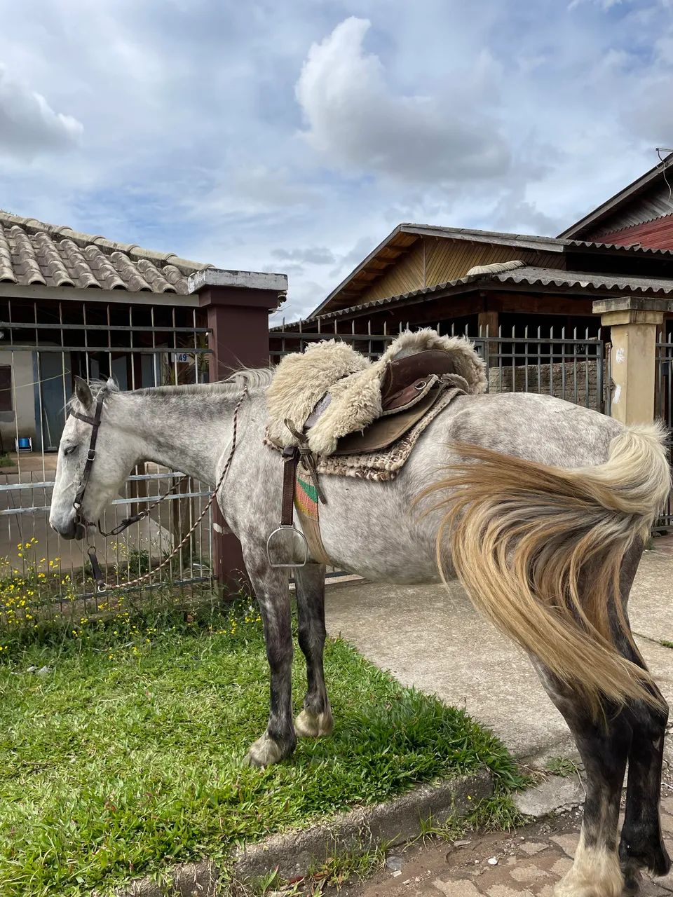 Cavalo tordilho negro 