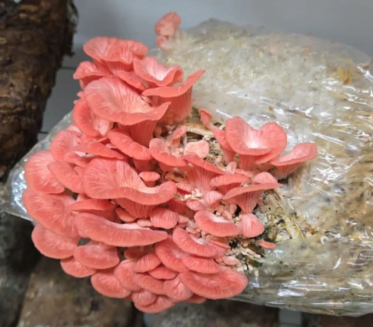 Cogumelo fresco - shitake e shimeji