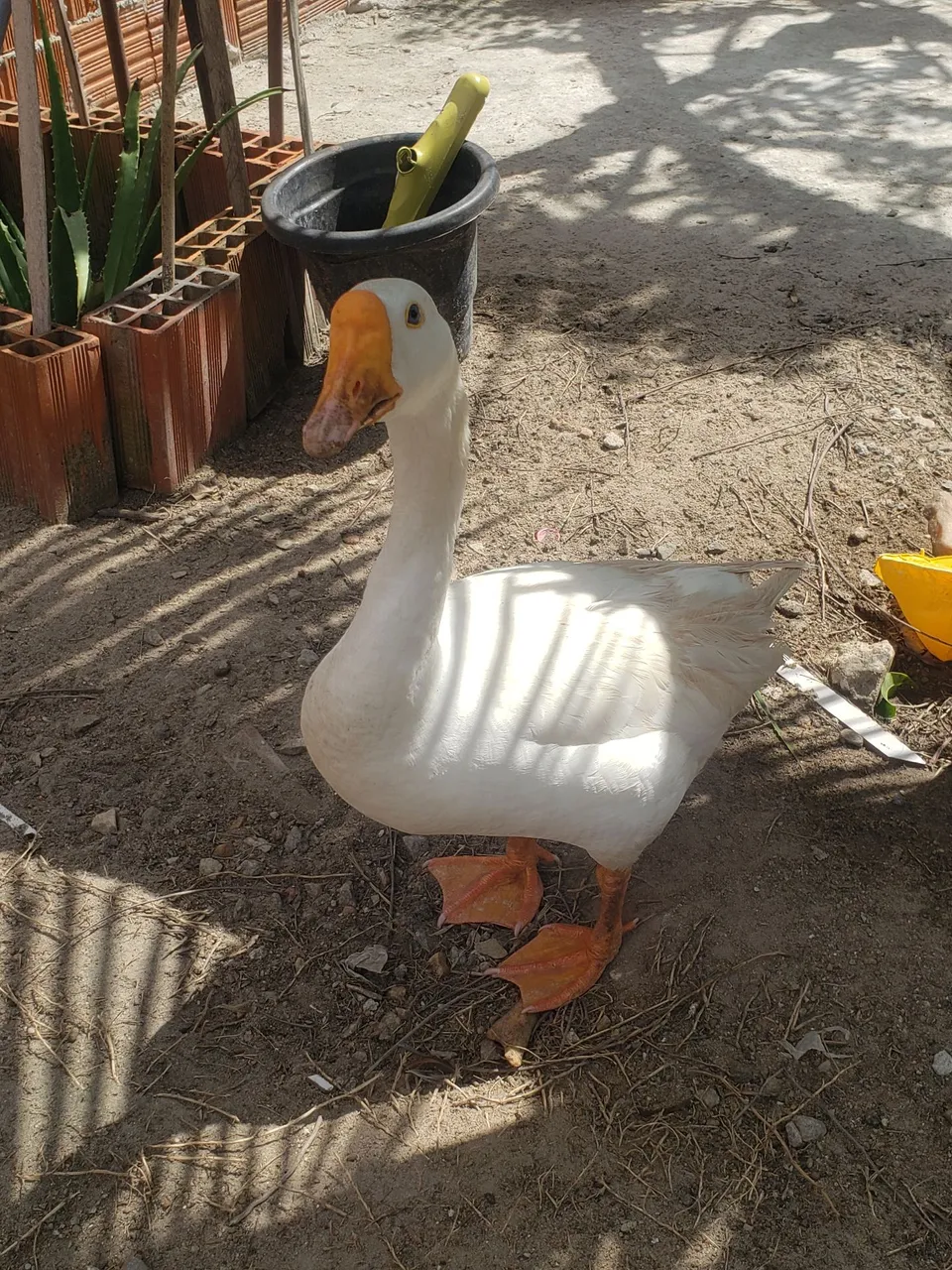 Casal de Ganso branco para criação