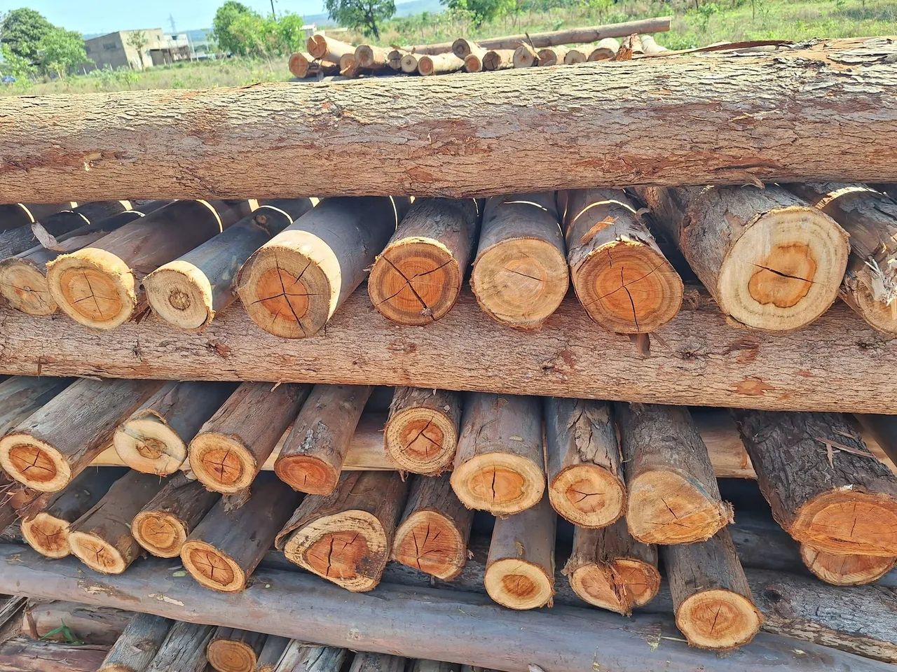 Estacas de elcalipto  com 2,20 