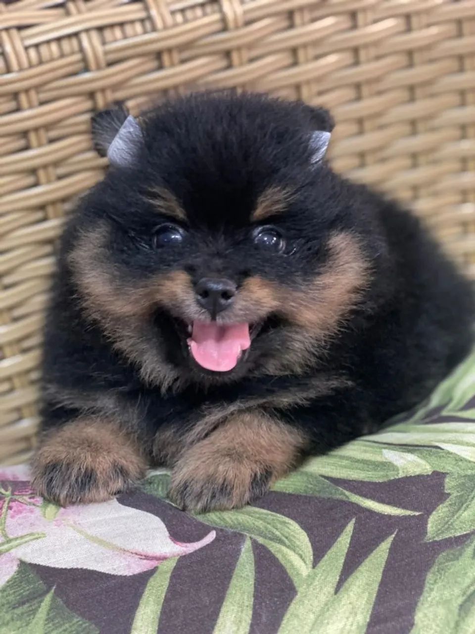 F Spitz Alemão - Black Tan - Foto 3