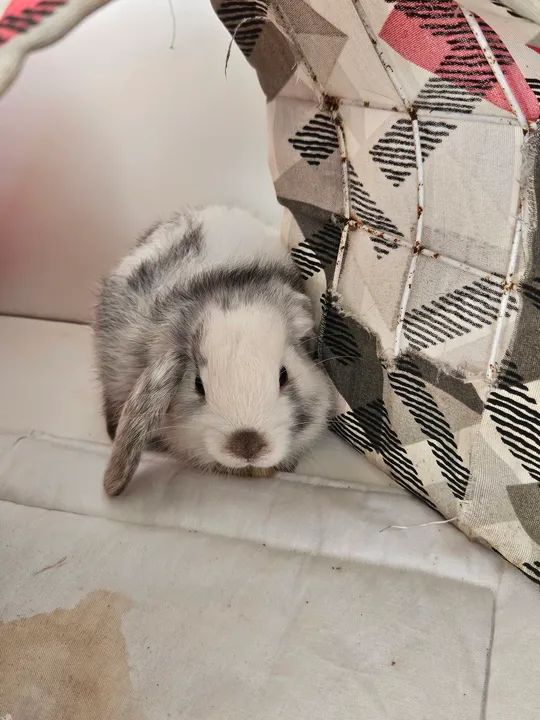 Coelho mini (os das orelhas caidas)  - Foto 6