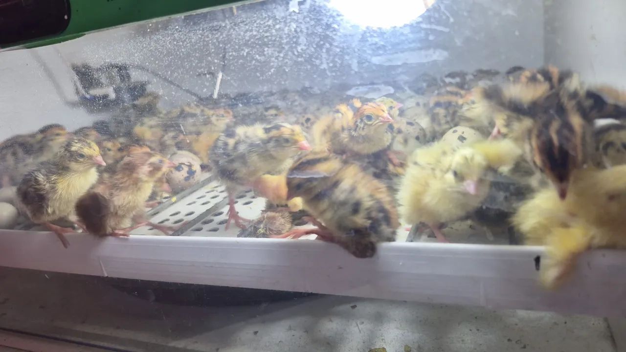 Bicho Feliz - Codornas Gigantes - Foto 6