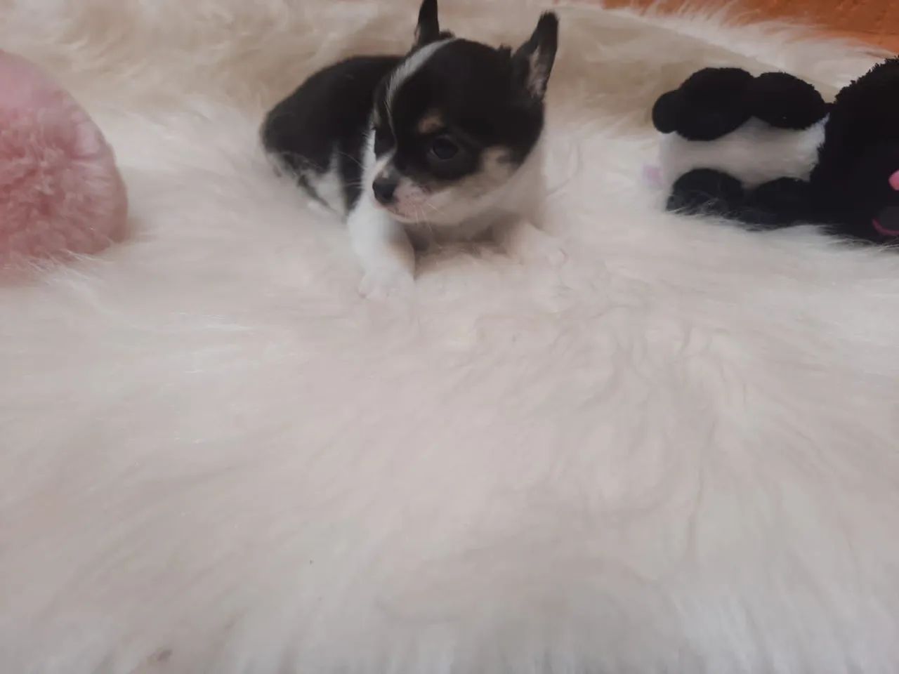 Chihuahua fêmea pelo longo 10x no cartão Linhagem Da Inglaterra  - Foto 2