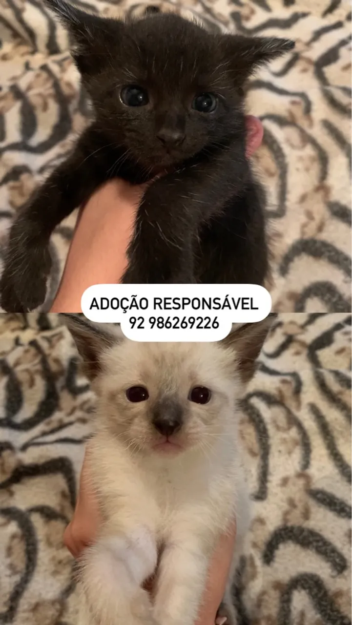Gatinhos para adoção responsável