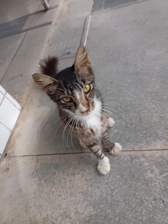 Gatinho fofo para adoção