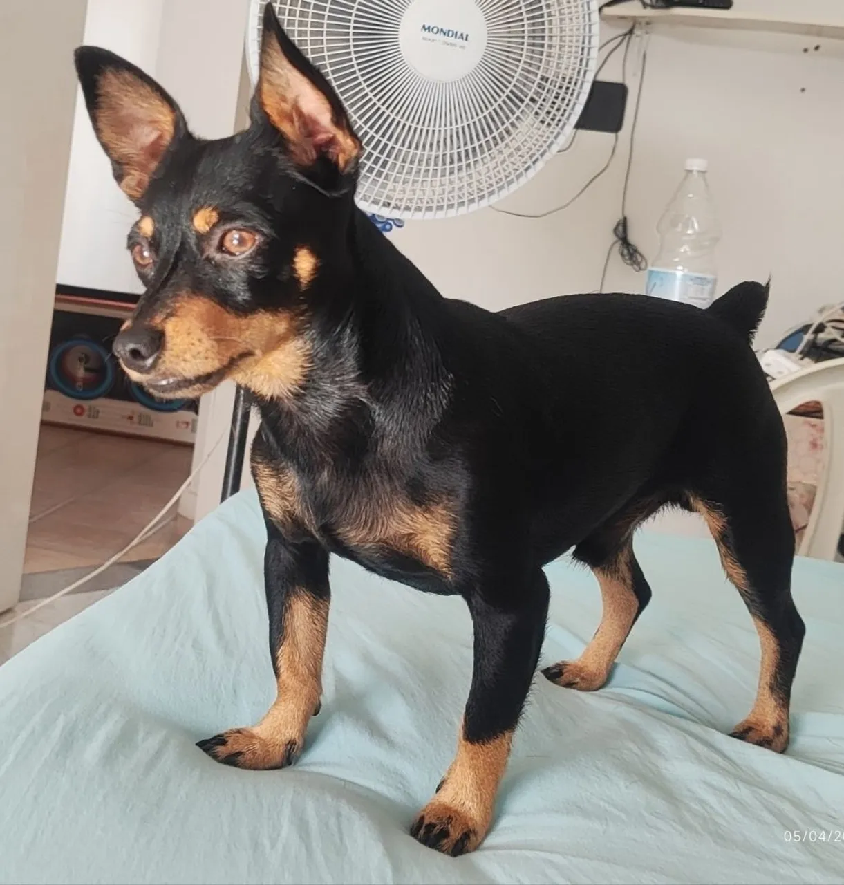 Lucky quer namorar e fazer filhote <br>