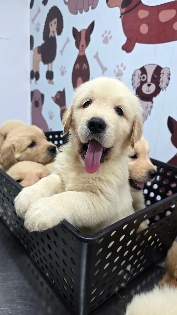LINDOS FILHOTES GOLDEN RETRIEVER- Pais Saudáveis, Vacinados e Super Dóceis!