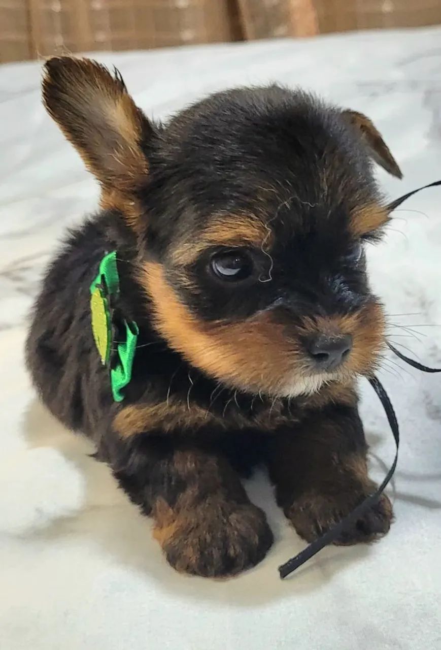 Filhote de Yorkshire Terrier com 41 dias Macho - Foto 3