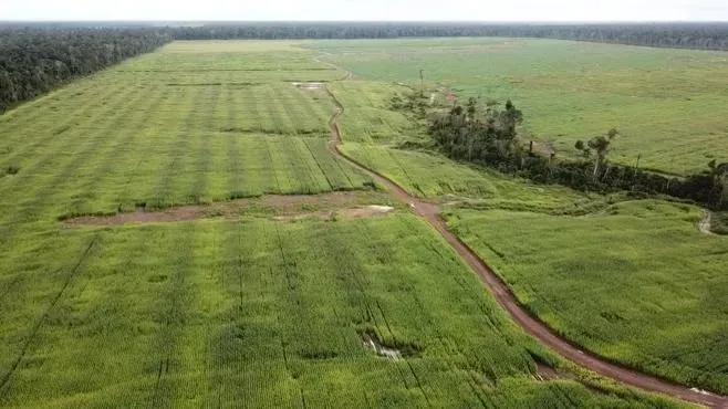 Fazenda para venda tem 2.210.000 Hectares em Tomé-Açú - PA