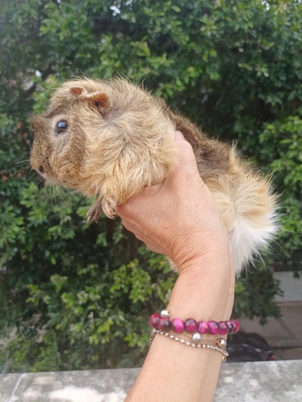 Porquinho da india Angorá Macho Reprodutor 5 meses - Foto 4