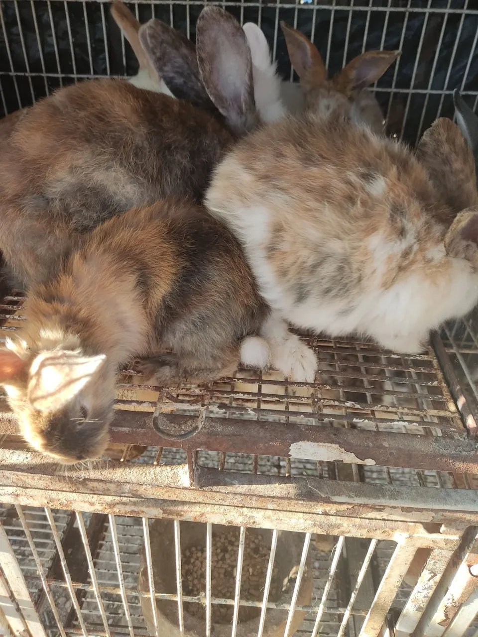 Vende se filhotes decoelho da raça leopardos 50 reais cada