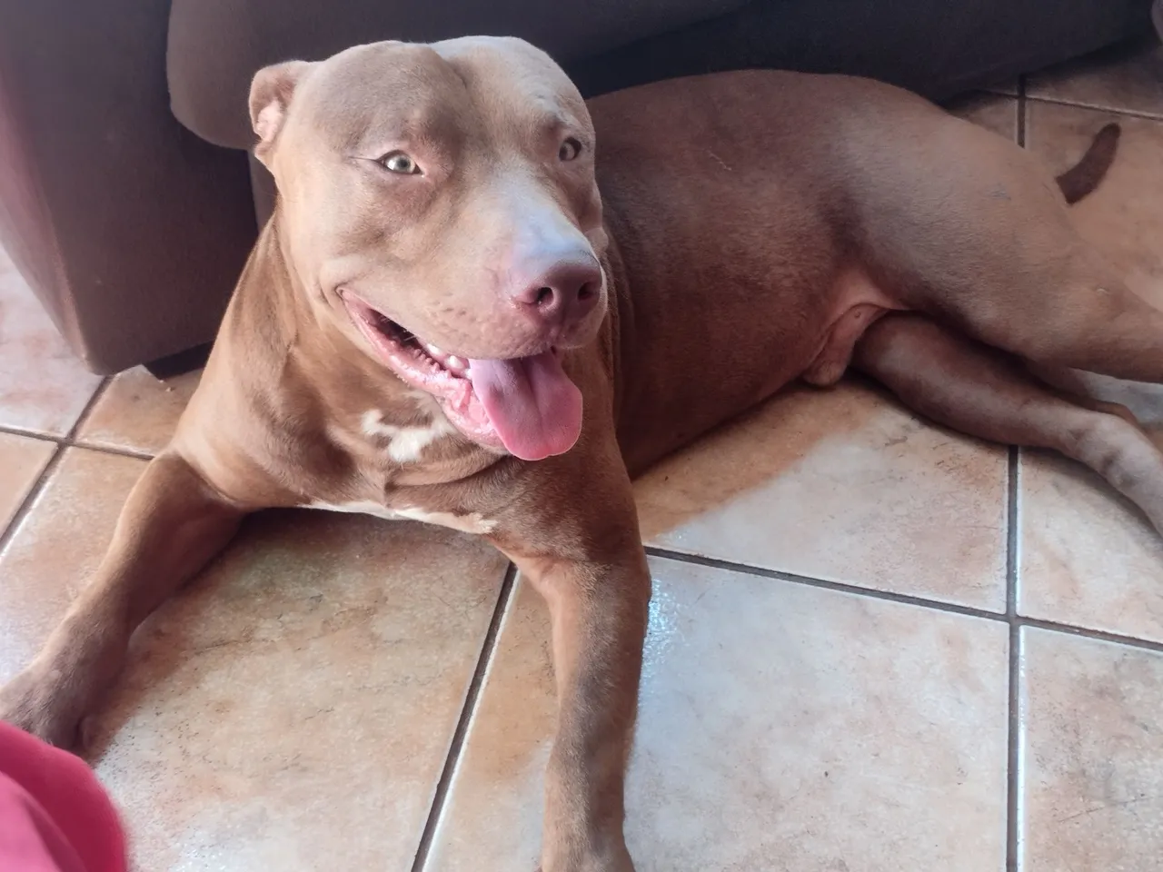 Pitbull Macho - Porte Atlético e Leal