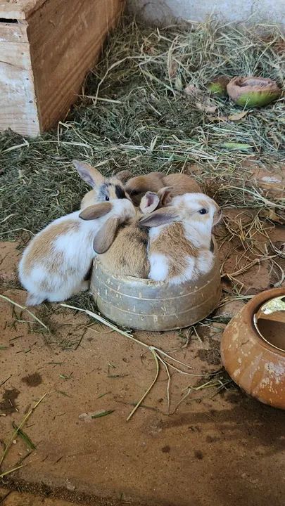 Coelho mini (os das orelhas caidas)  - Foto 2