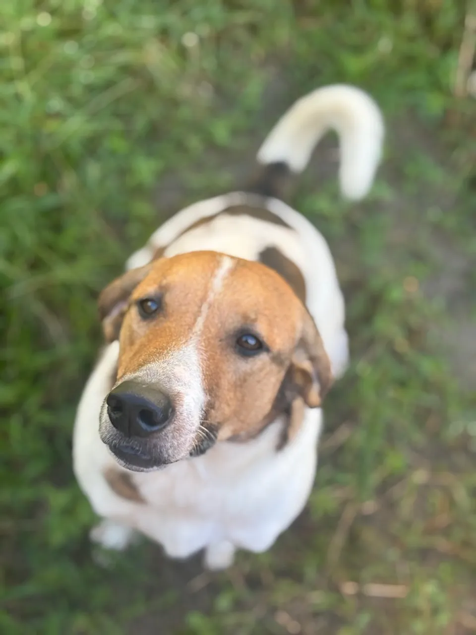 Cachorro macho