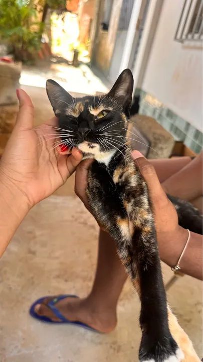 ADOÇÃO RESPONSÁVEL - Foto 5