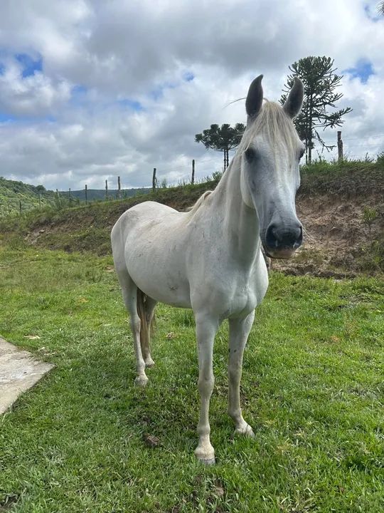 Mangalarga marchador - Foto 3