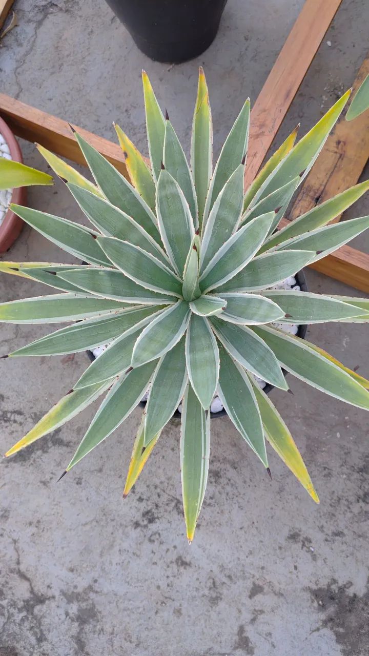 Planta Agave Piteira-do-Caribe - Foto 2