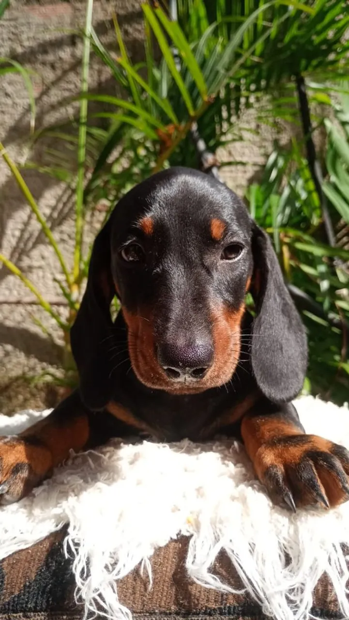 Filhotes de dachshund / salsicha
