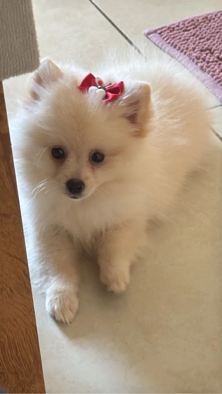Lulu da pomerania-filhote fêmea 