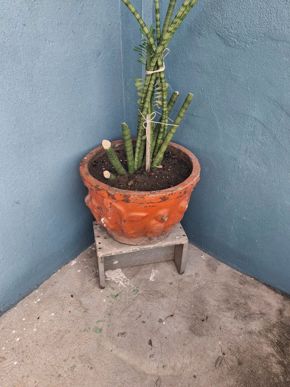 Vaso de plantas  - Foto 4