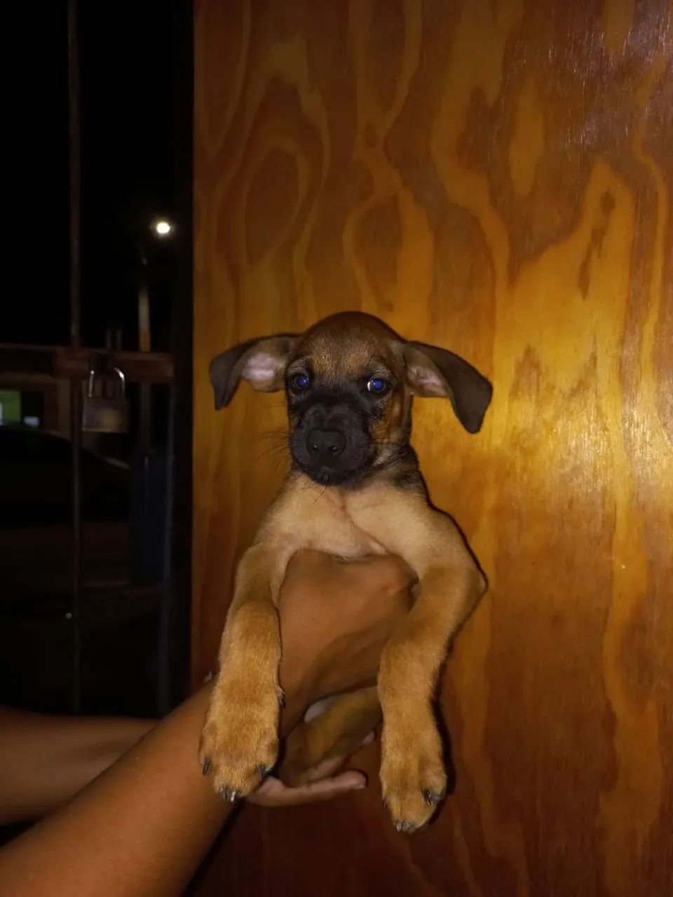 Filhote de cachorro (SRD) 