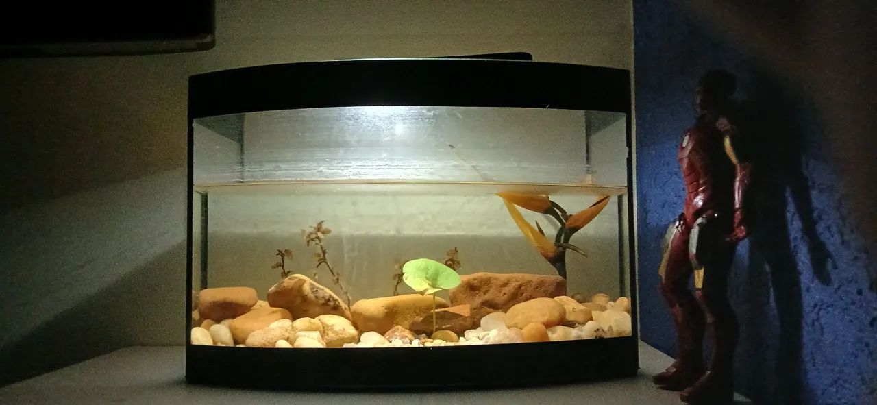 Aquário de 40 litros com plantas e pedras