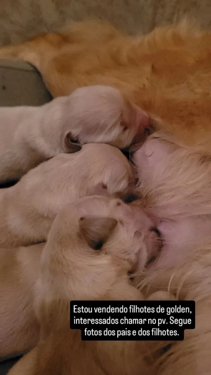 Filhotes de cachorro Golden Retriever 